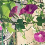 20140809_135248_2.jpeg